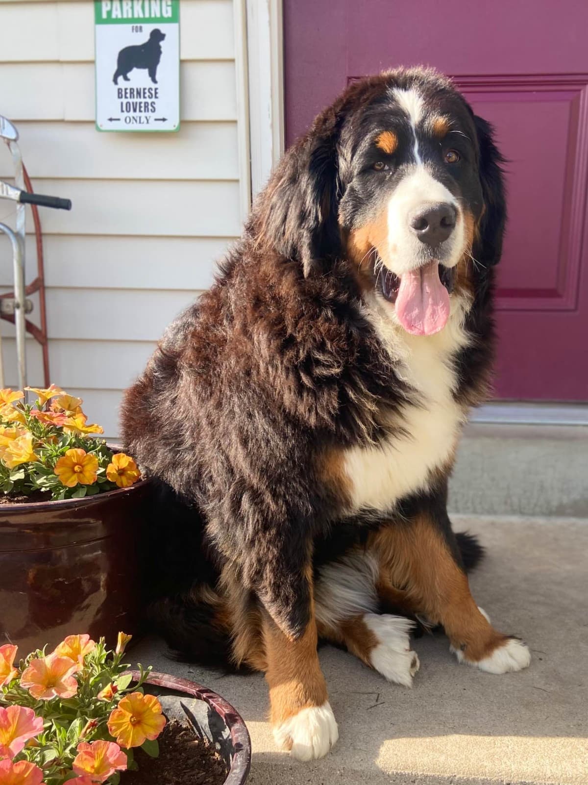 Bernese Mountain Dog Puppies breeder image 34
