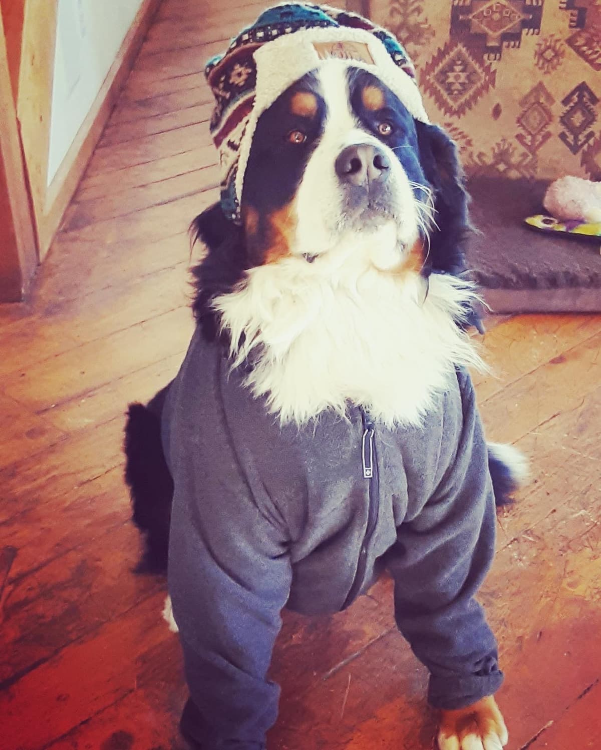 Bernese Mountain Dog Puppies breeder image 35