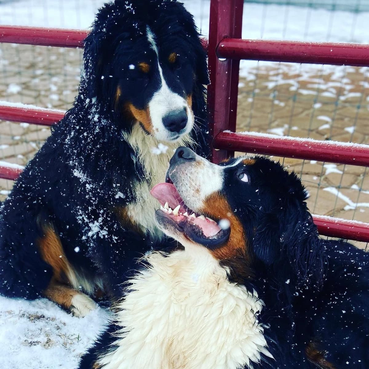 Bernese Mountain Dog Puppies breeder image 36