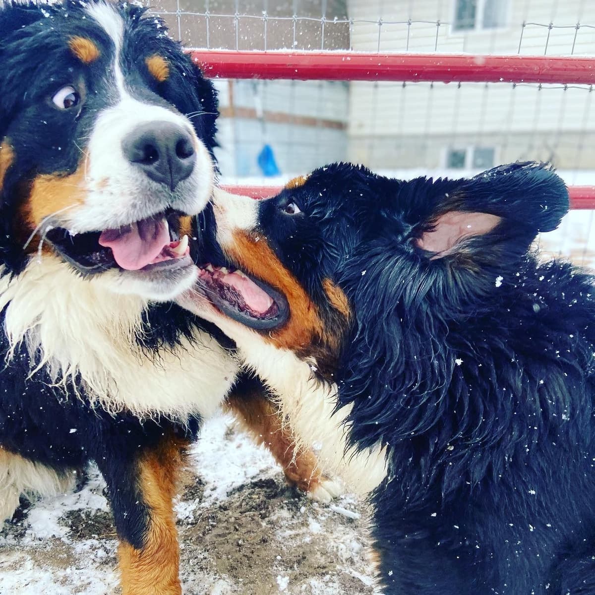 Bernese Mountain Dog Puppies breeder image 37