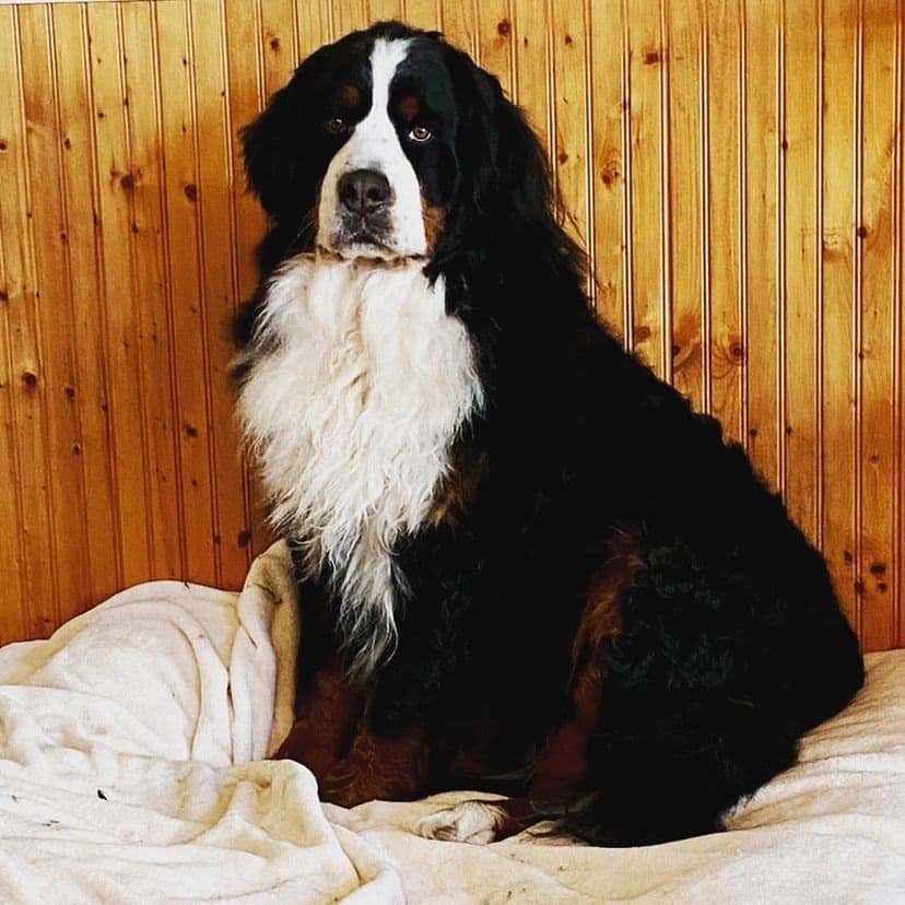 Bernese Mountain Dog Puppies breeder image 38