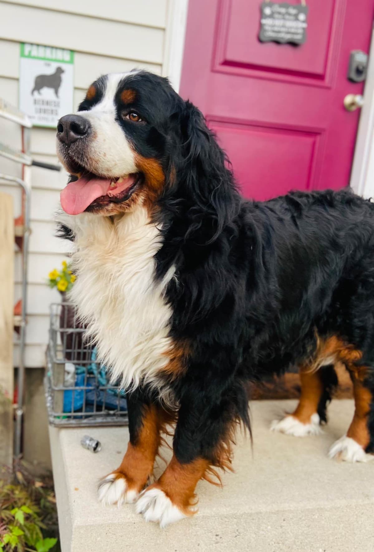 Bernese Mountain Dog Puppies breeder image 39