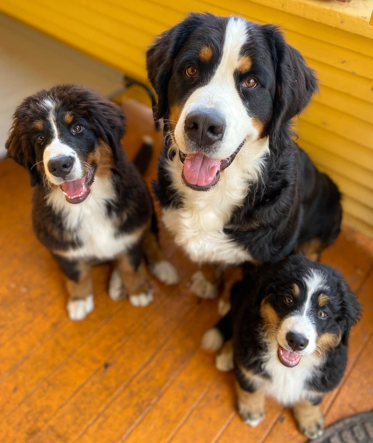 Bernese Mountain Dog Puppies breeder image 40