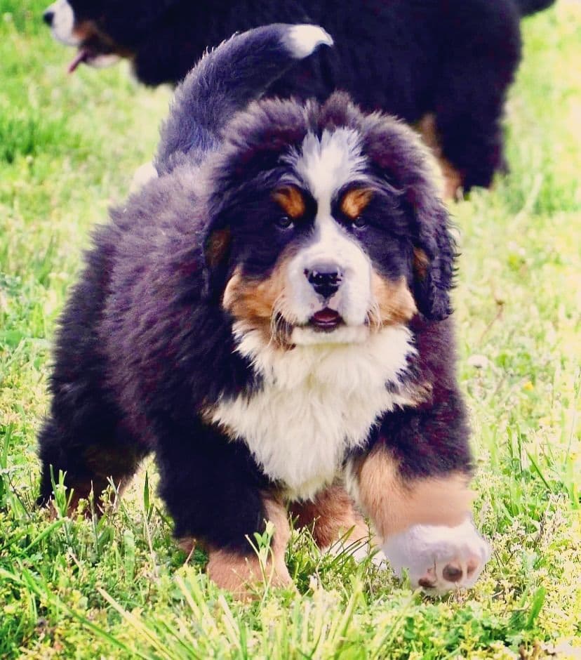 Bernese Mountain Dog Puppies breeder image 41