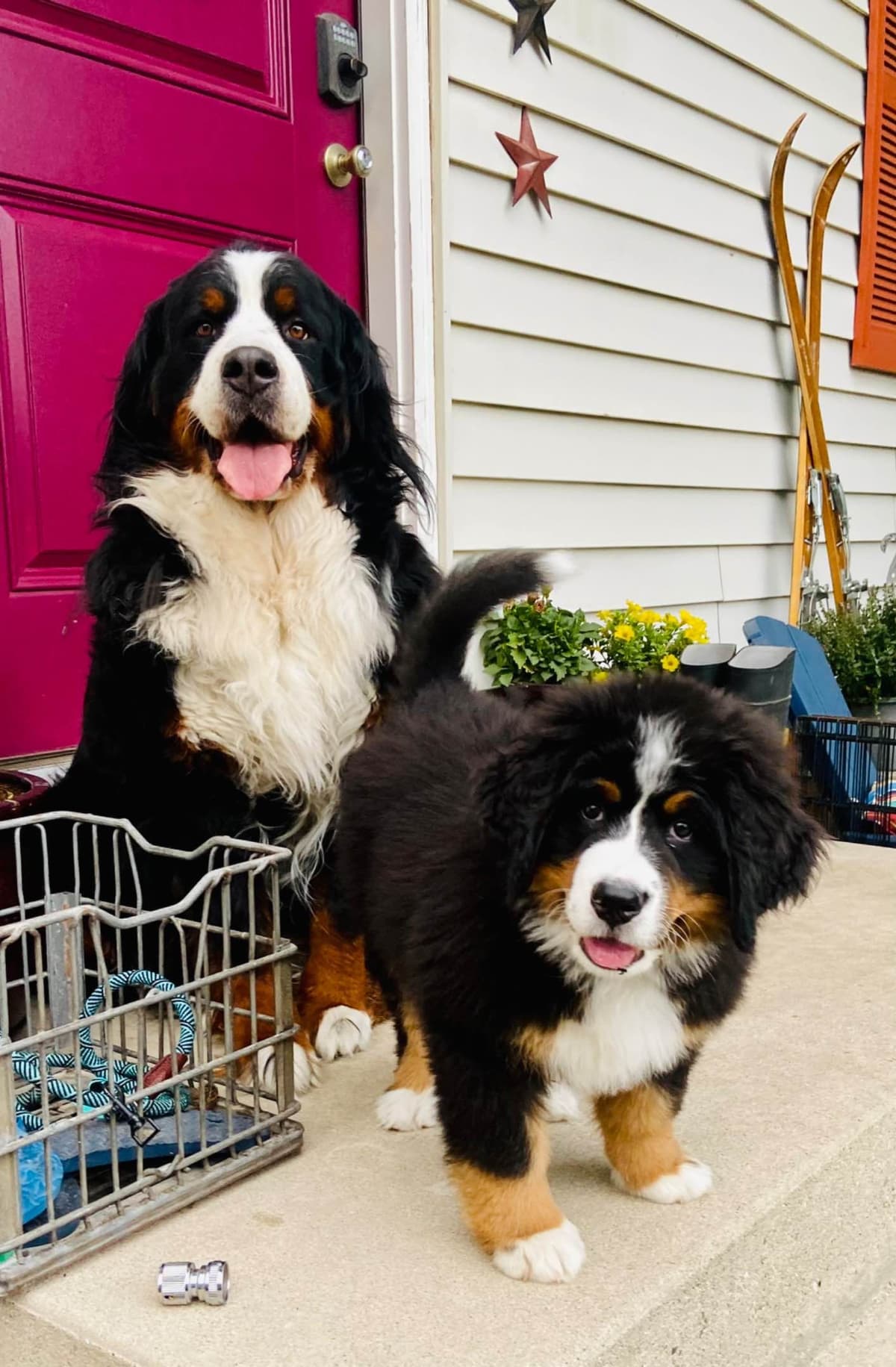 Bernese Mountain Dog Puppies breeder image 42