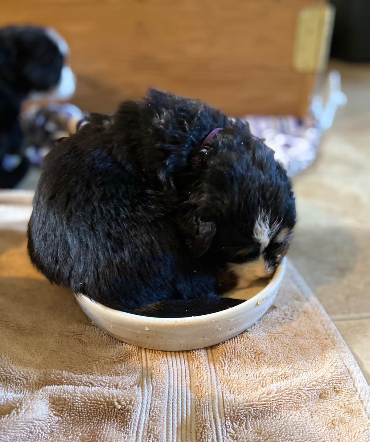 Bernese Mountain Dog Puppies breeder image 43