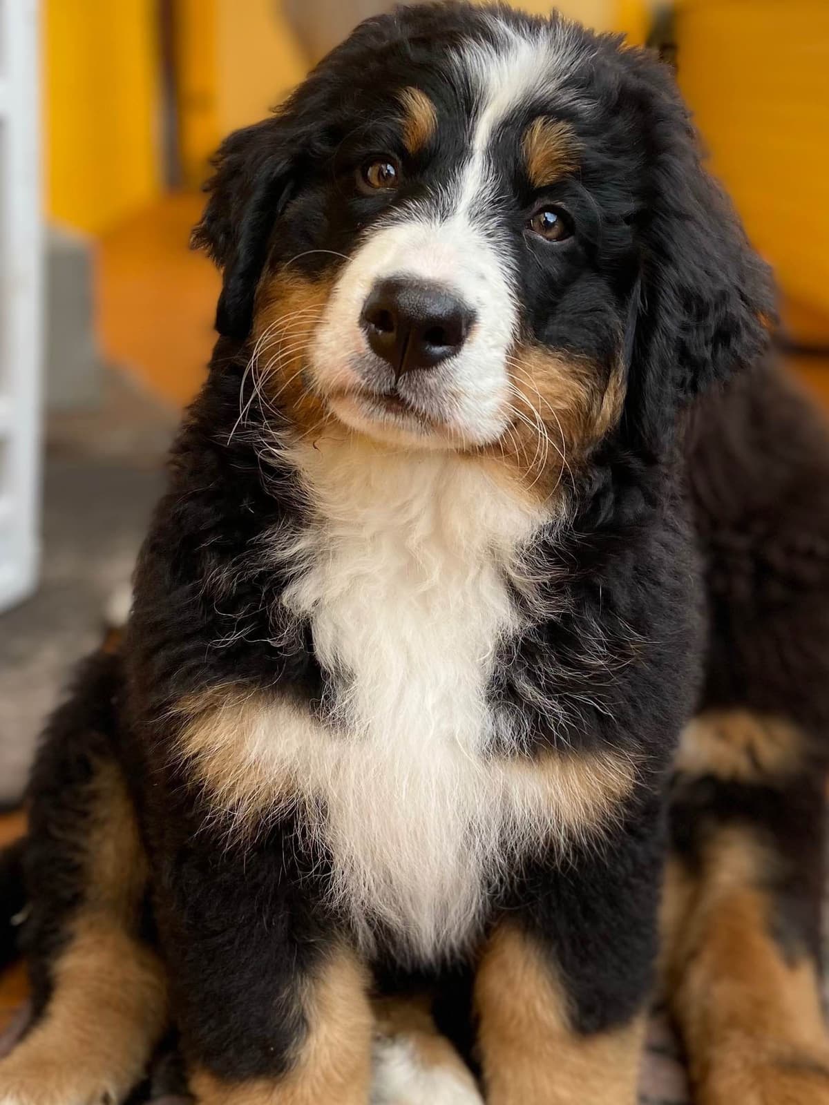 Bernese Mountain Dog Puppies breeder image 44