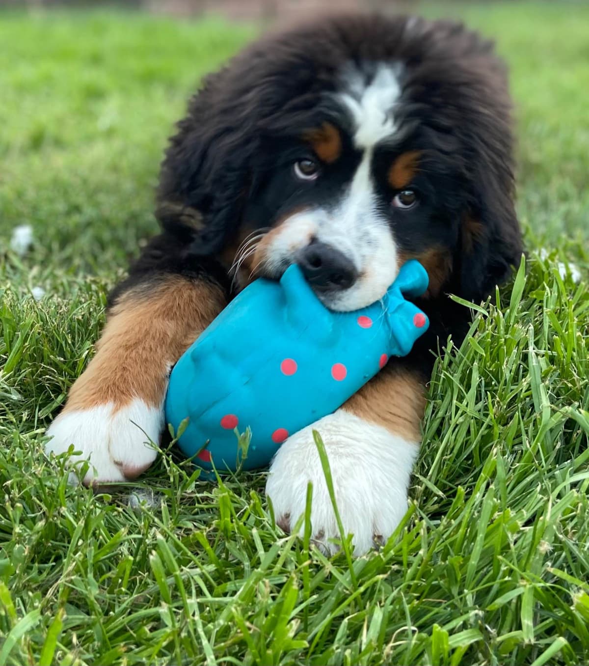 Bernese Mountain Dog Puppies breeder image 45