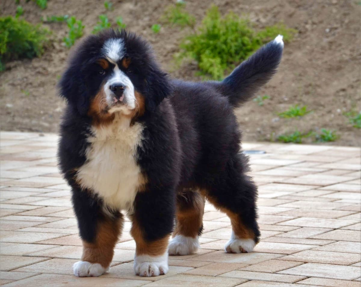 Bernese Mountain Dog Puppies breeder image 49