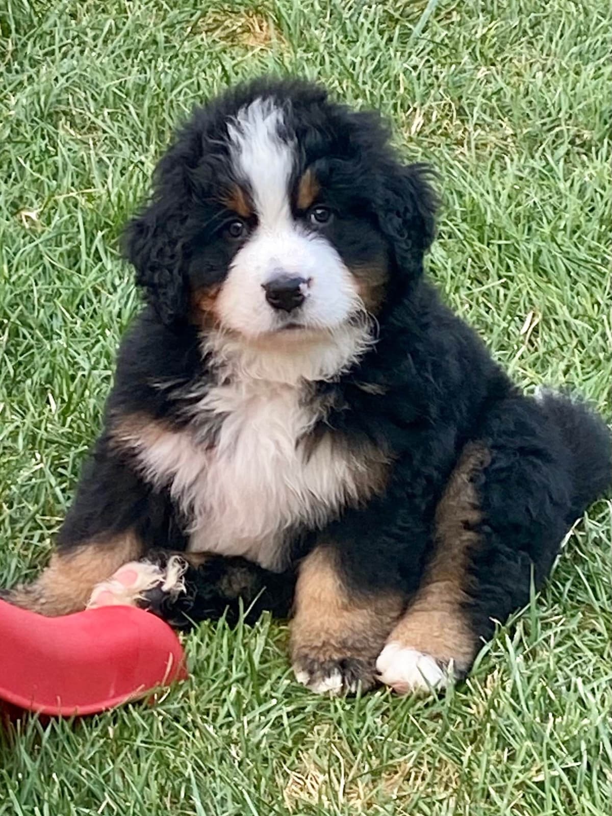 Bernese Mountain Dog Puppies breeder image 47