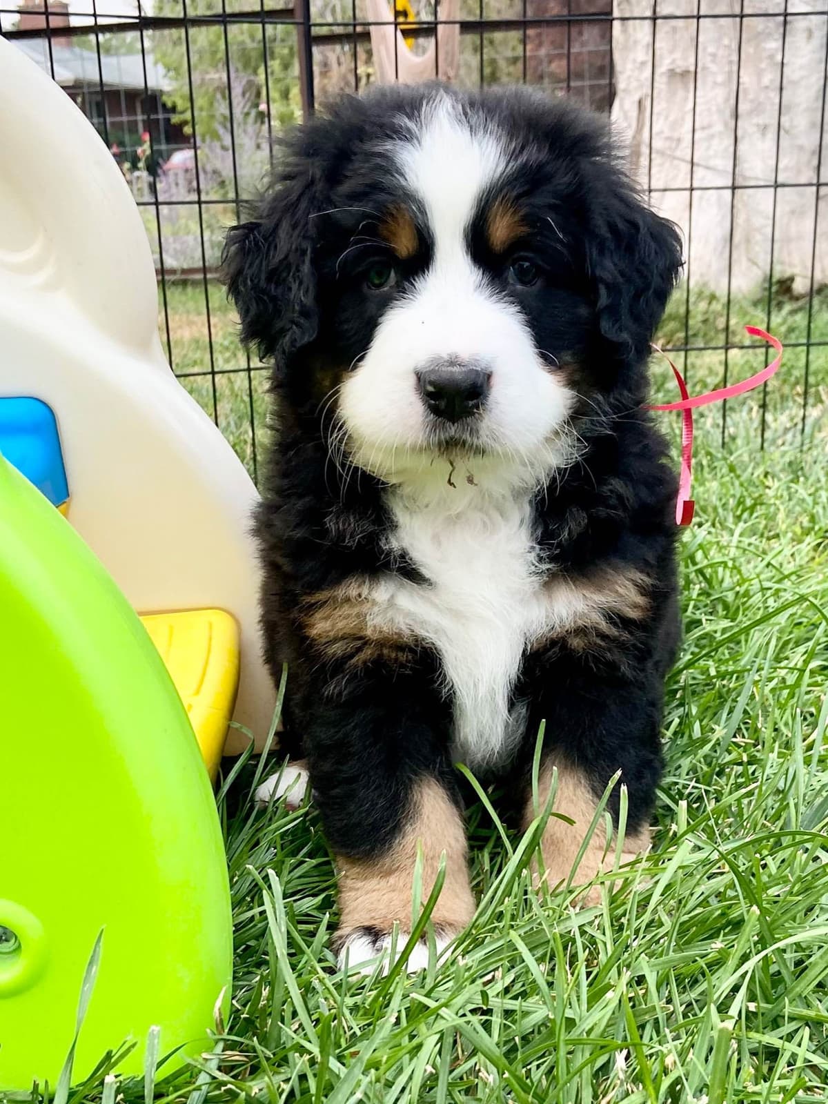 Bernese Mountain Dog Puppies breeder image 48