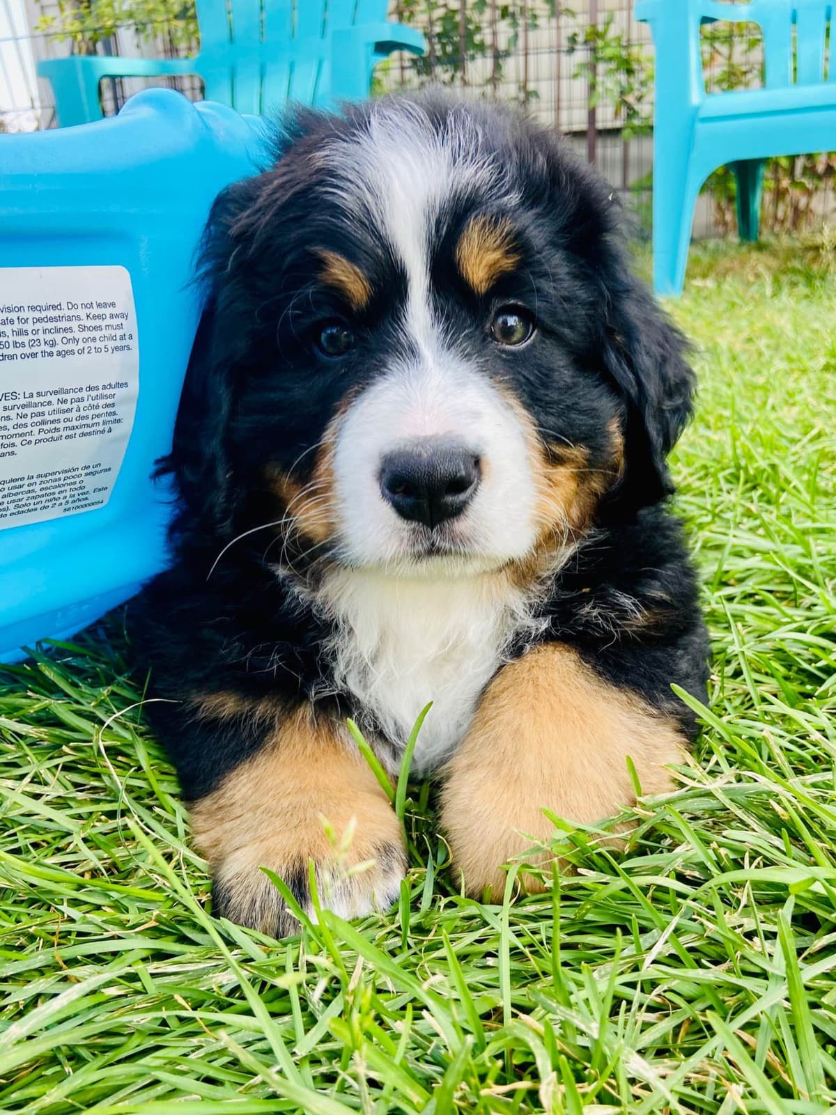 Bernese Mountain Dog Puppies breeder image 50