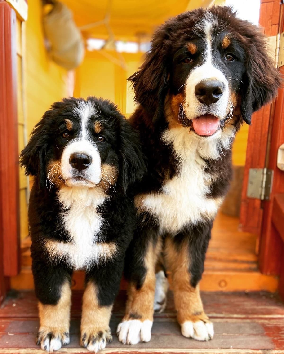 Bernese Mountain Dog Puppies breeder image 52