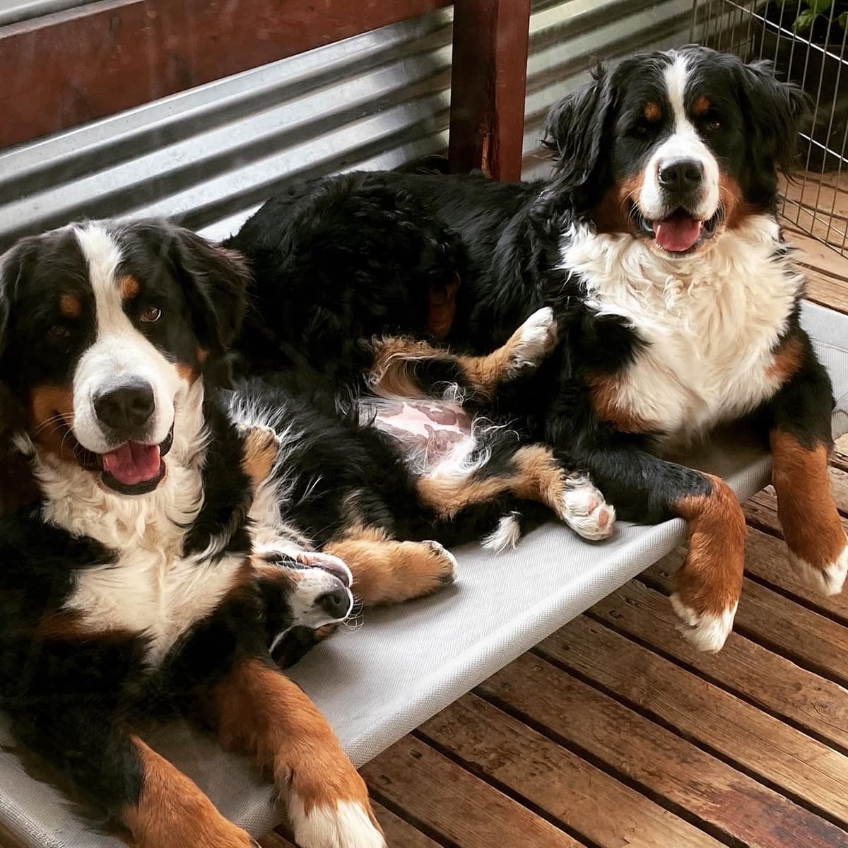 Bernese Mountain Dog Puppies breeder image 51
