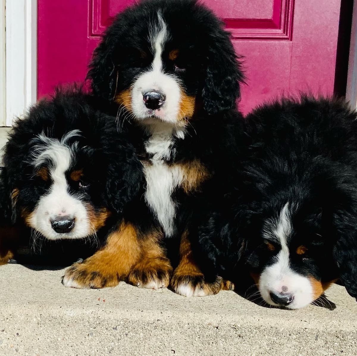 Bernese Mountain Dog Puppies breeder image 53