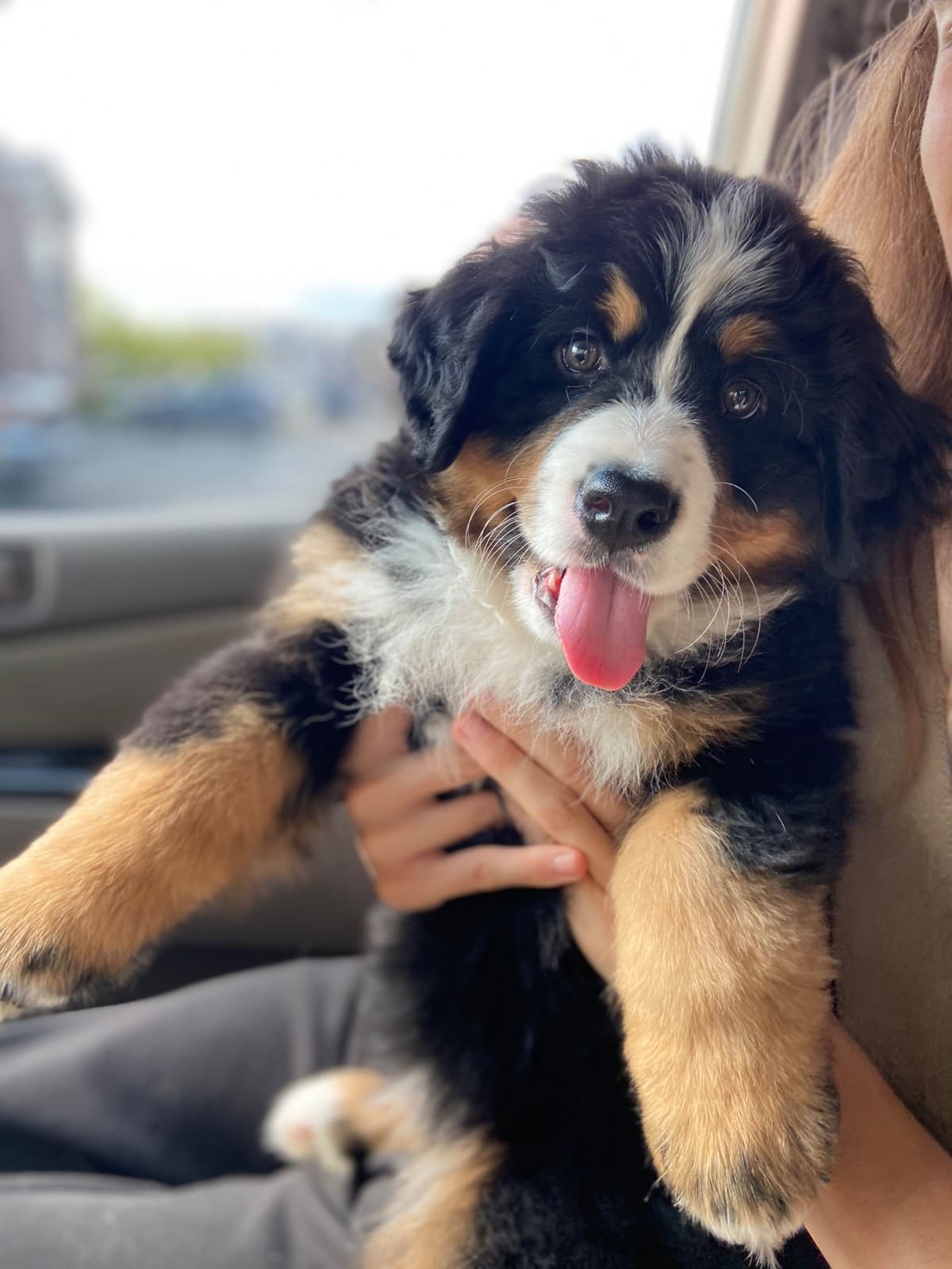 Bernese Mountain Dog Puppies breeder image 54
