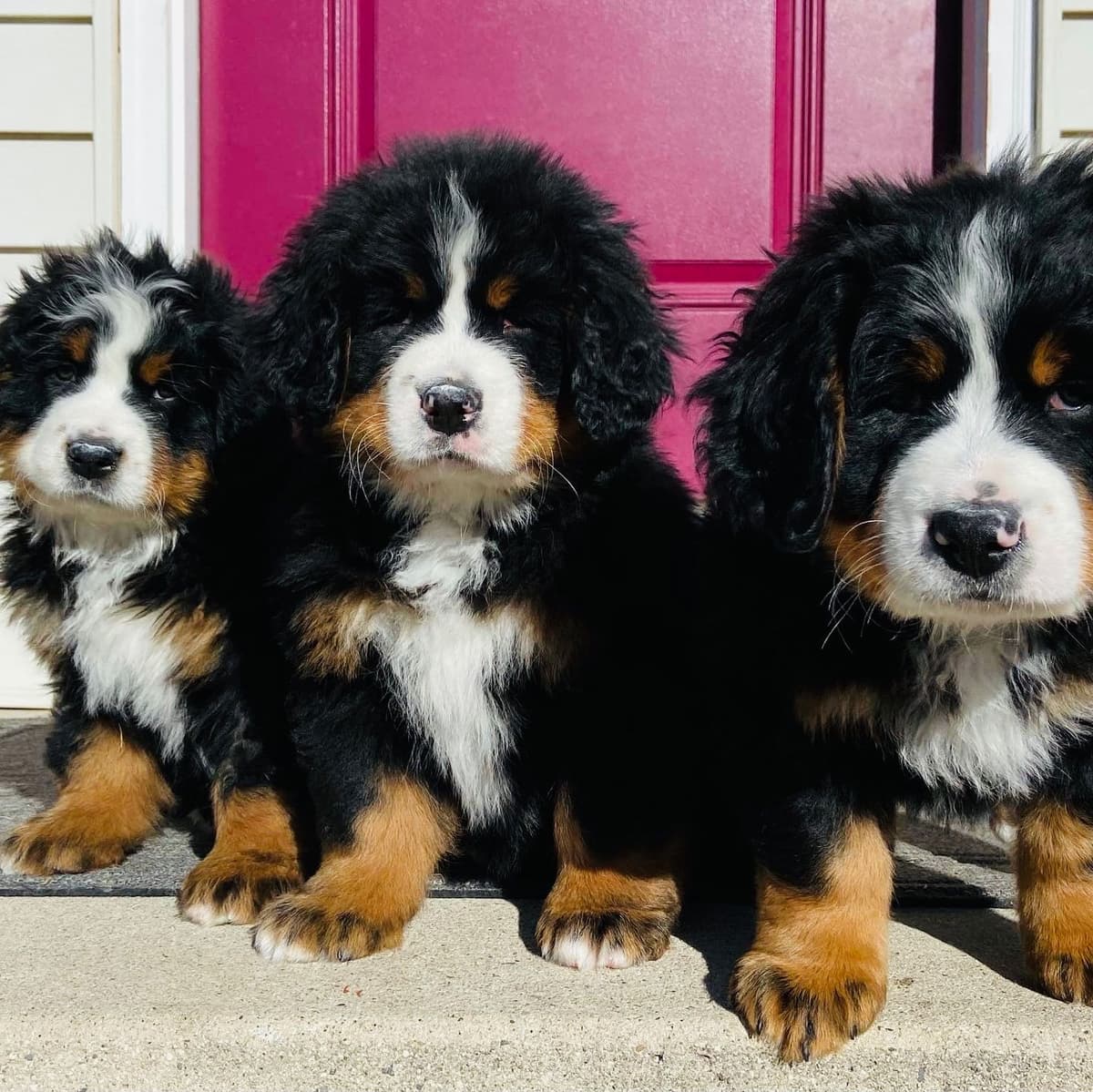 Bernese Mountain Dog Puppies breeder image 56