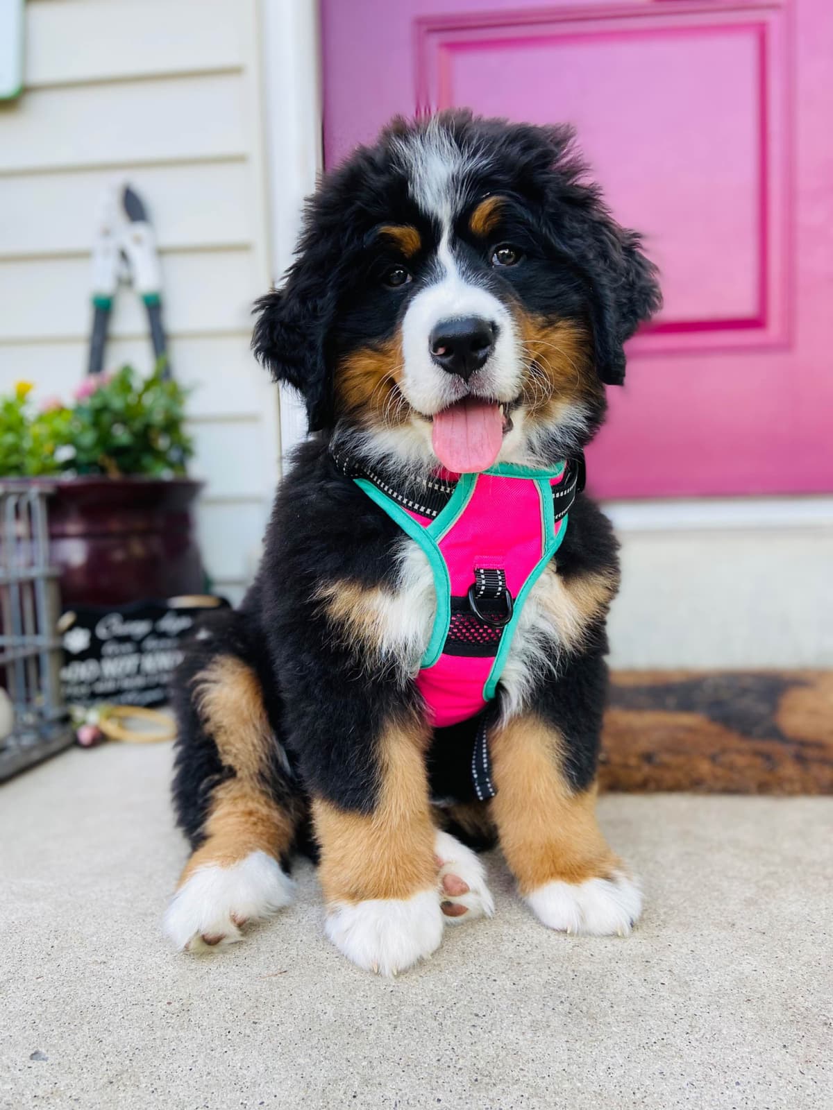 Bernese Mountain Dog Puppies breeder image 58