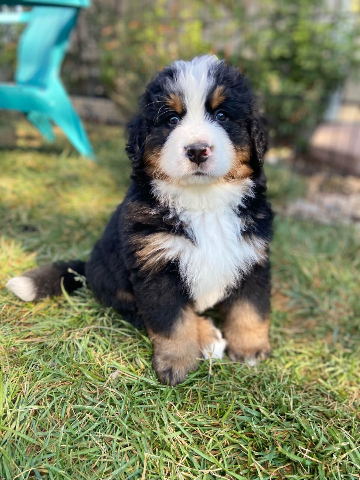 Bernese Mountain Dog Puppies breeder image 60