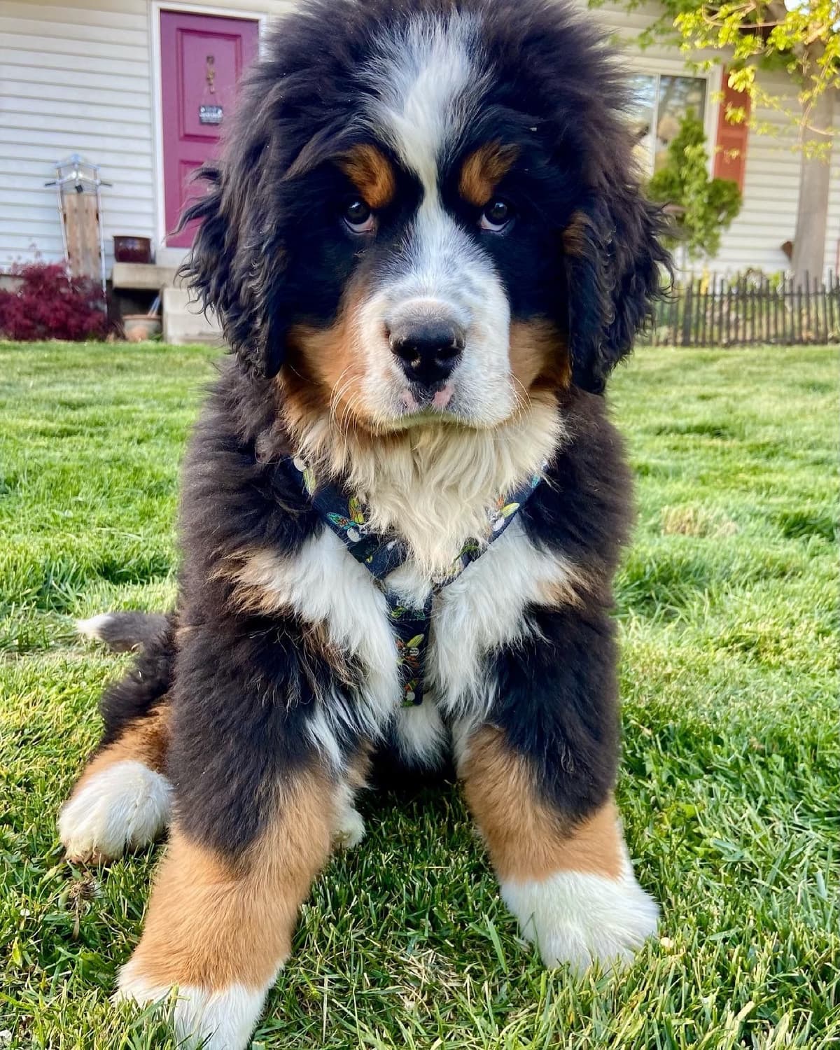 Bernese Mountain Dog Puppies breeder image 59