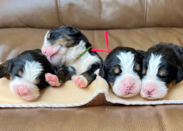 Bernese Mountain Dog Puppies media 3