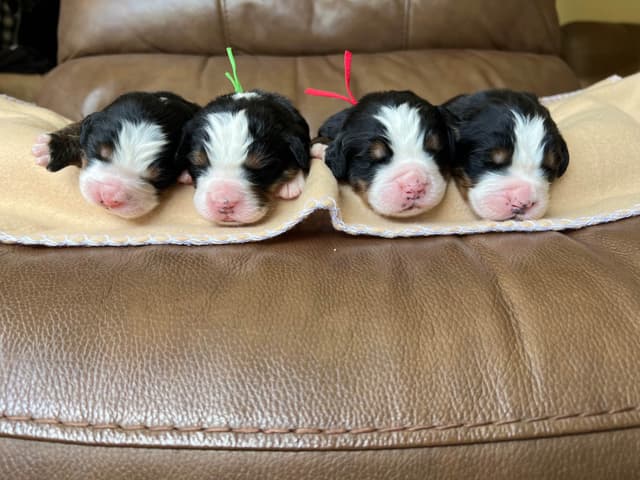 Bernese Mountain Dog Puppies media 2