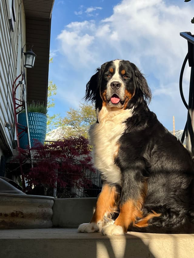 Bernese Mountain Dog Puppies media 4