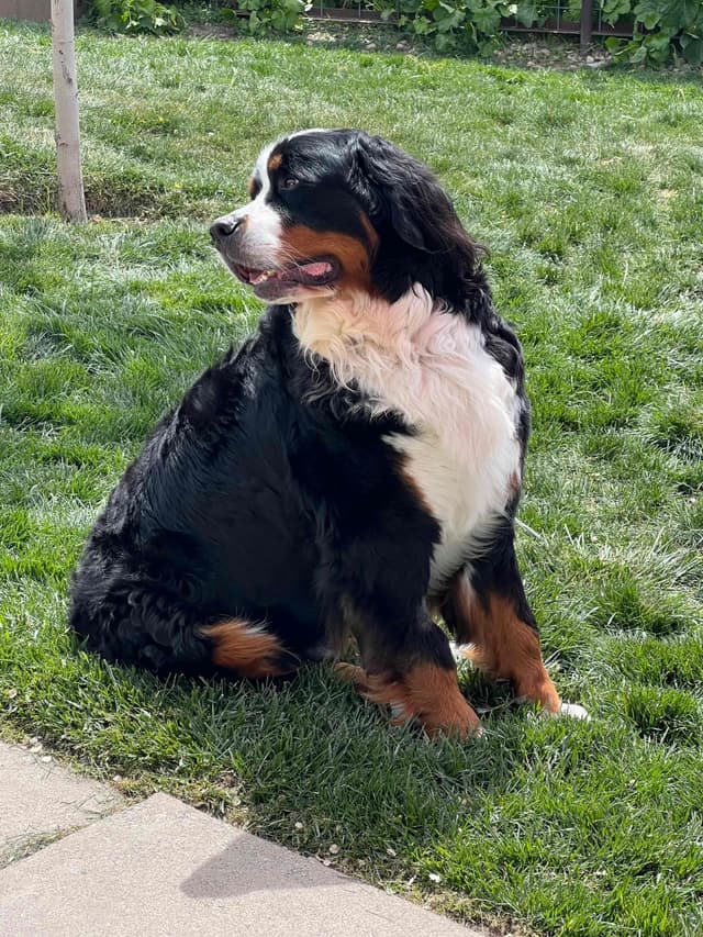 Bernese Mountain Dog Puppies media 5