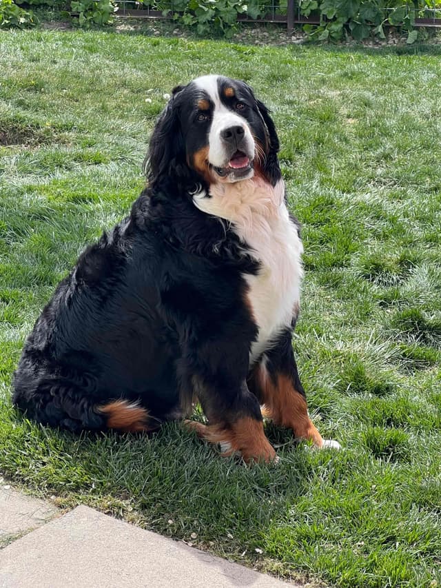 Bernese Mountain Dog Puppies media 6