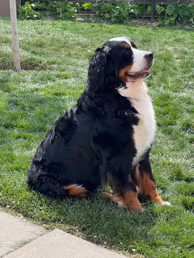 Bernese Mountain Dog Puppies media 7
