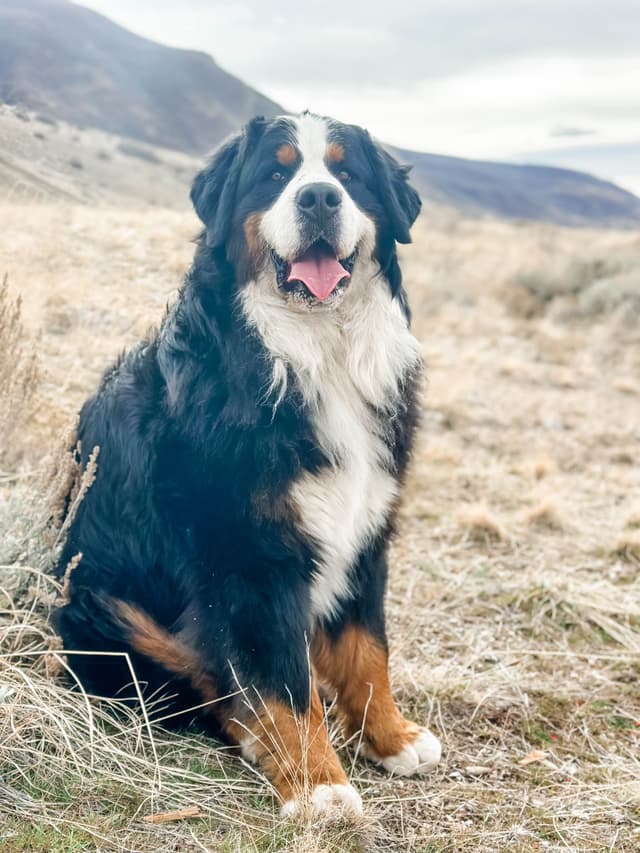 Bernese Mountain Dog Puppies media 8