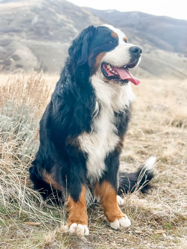 Bernese Mountain Dog Puppies media 9