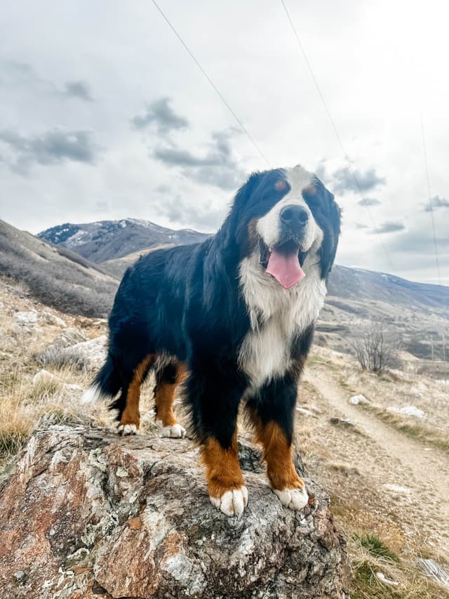 Bernese Mountain Dog Puppies media 10