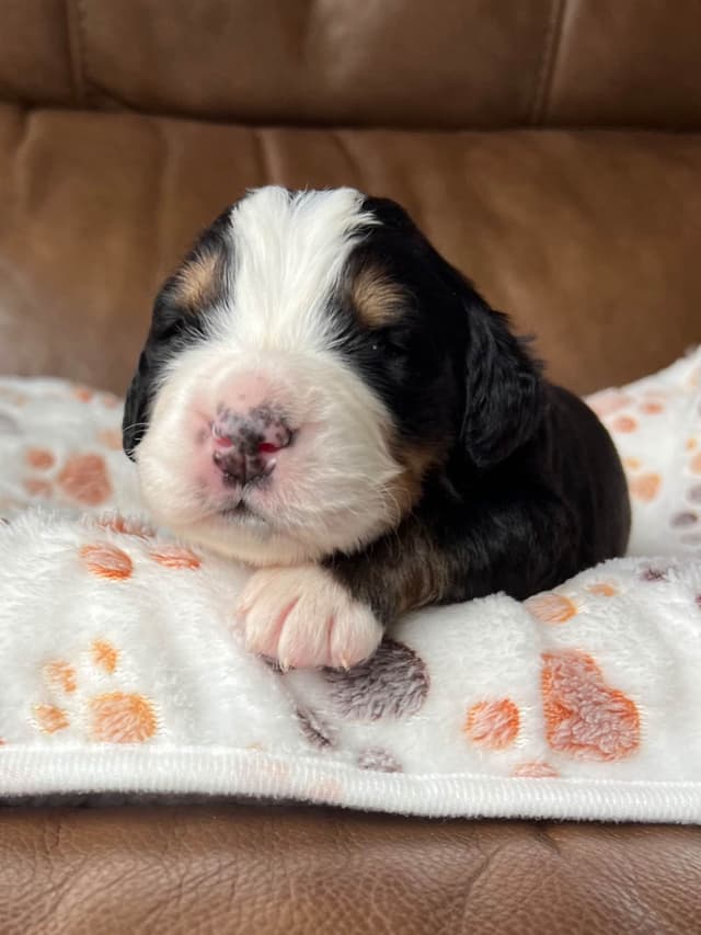 Bernese Mountain Dog Puppies media 11