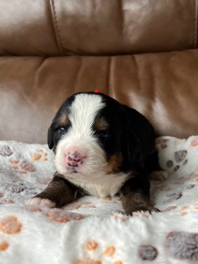 Bernese Mountain Dog Puppies media 12