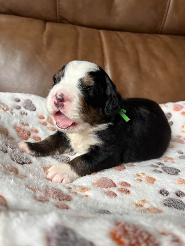 Bernese Mountain Dog Puppies media 13