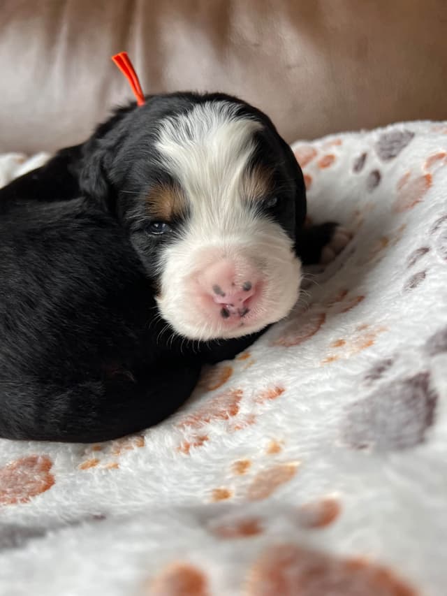 Bernese Mountain Dog Puppies media 14