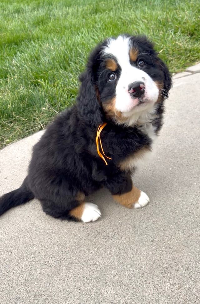 Bernese Mountain Dog Puppies media 15