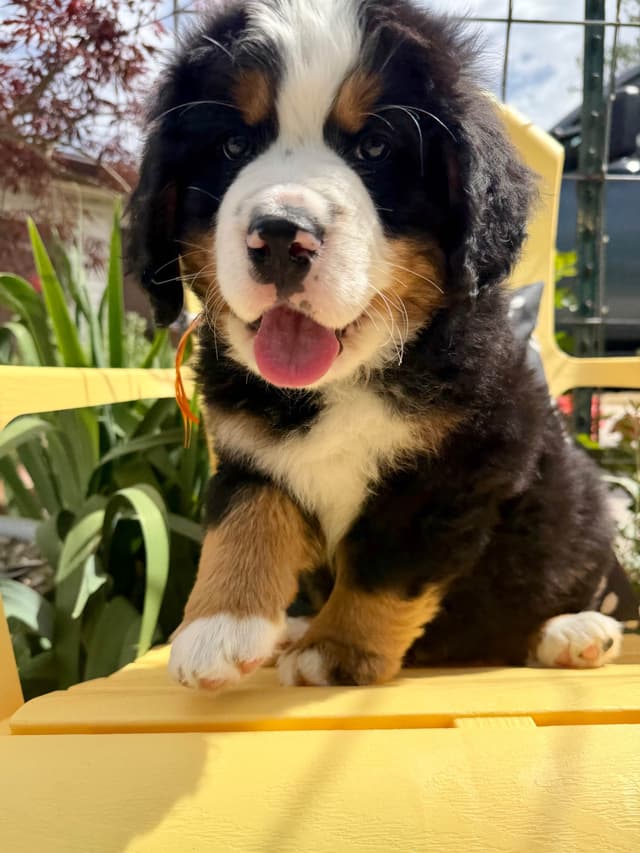 Bernese Mountain Dog Puppies media 16