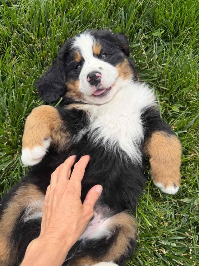 Bernese Mountain Dog Puppies media 17
