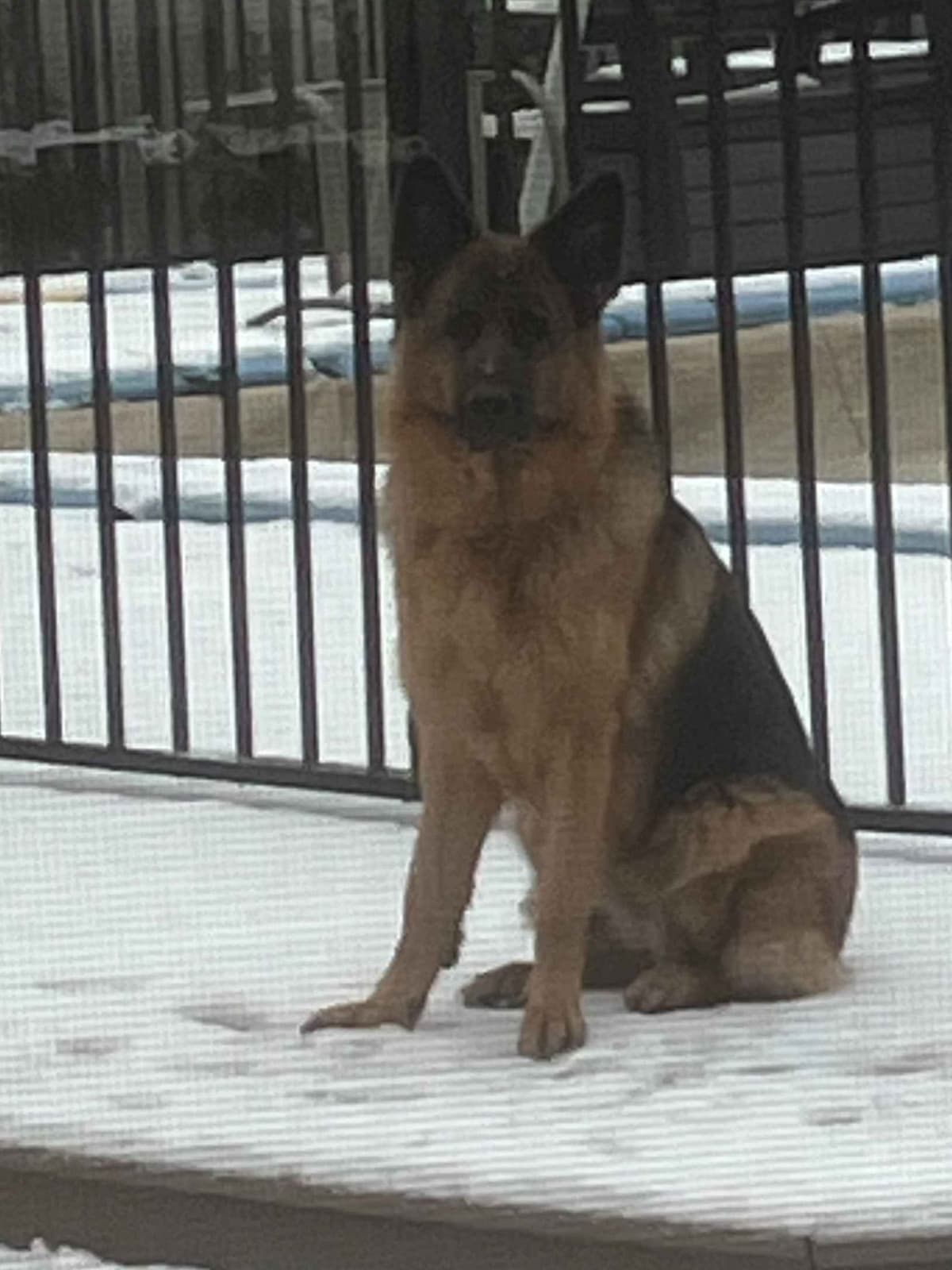 German Shepherd Dog Puppies breeder image 3