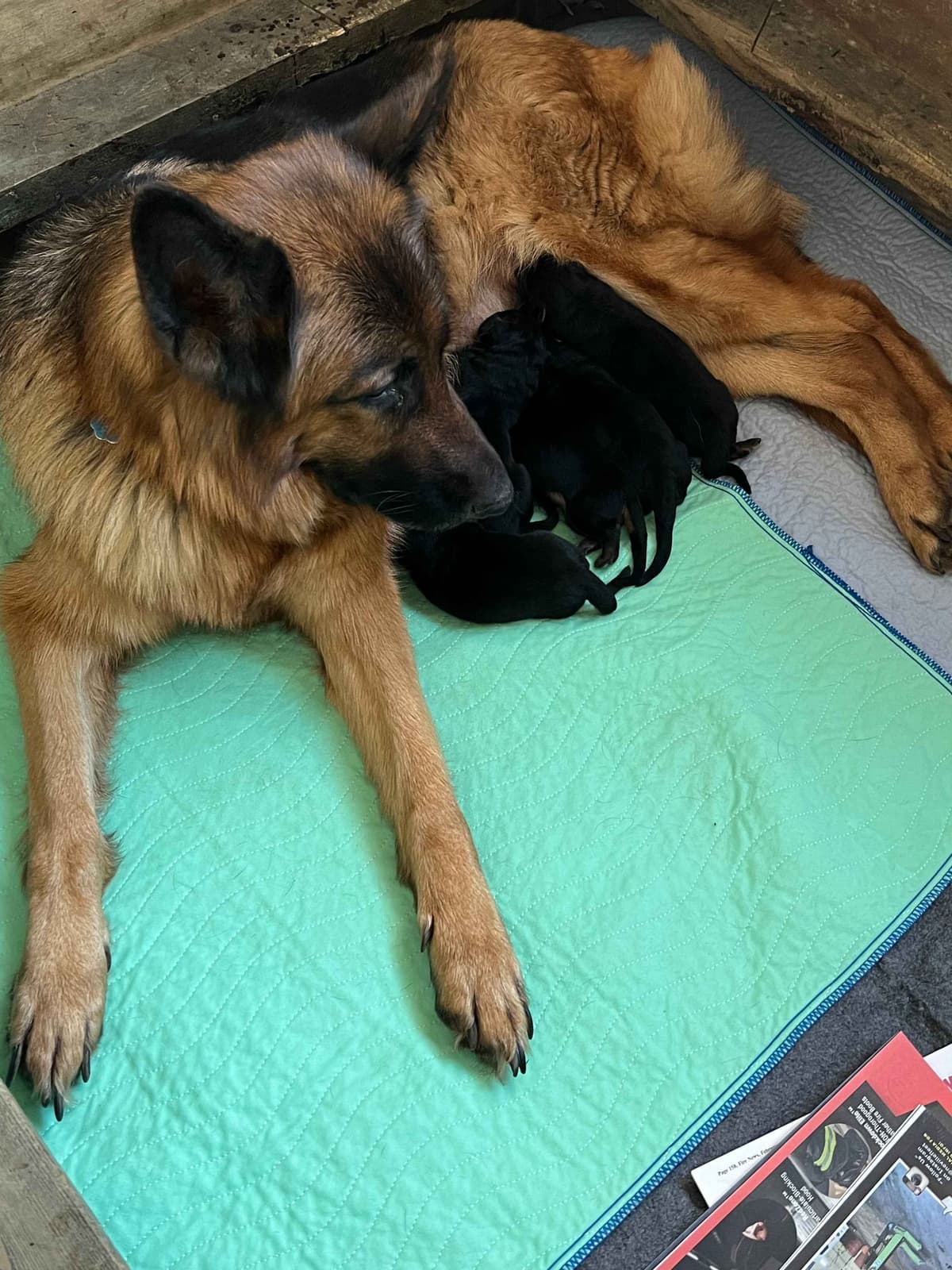 German Shepherd Dog Puppies breeder image 4