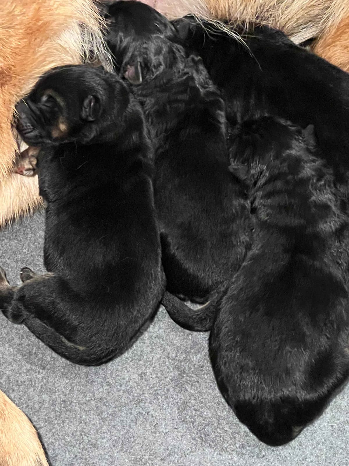 German Shepherd Dog Puppies breeder image 6