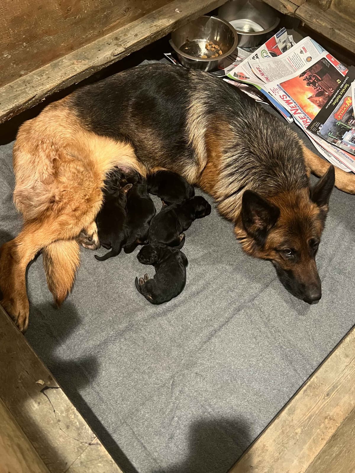 German Shepherd Dog Puppies breeder image 7