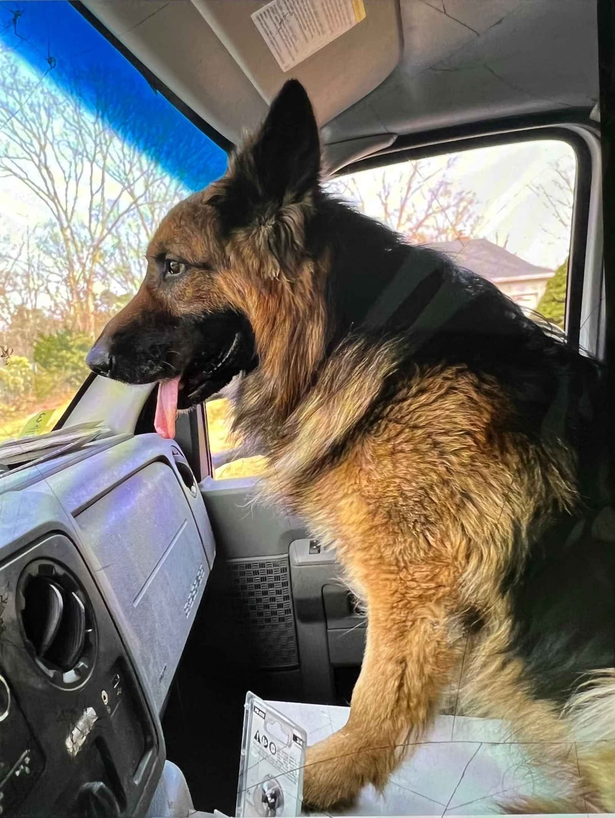 German Shepherd Dog Puppies breeder image 8