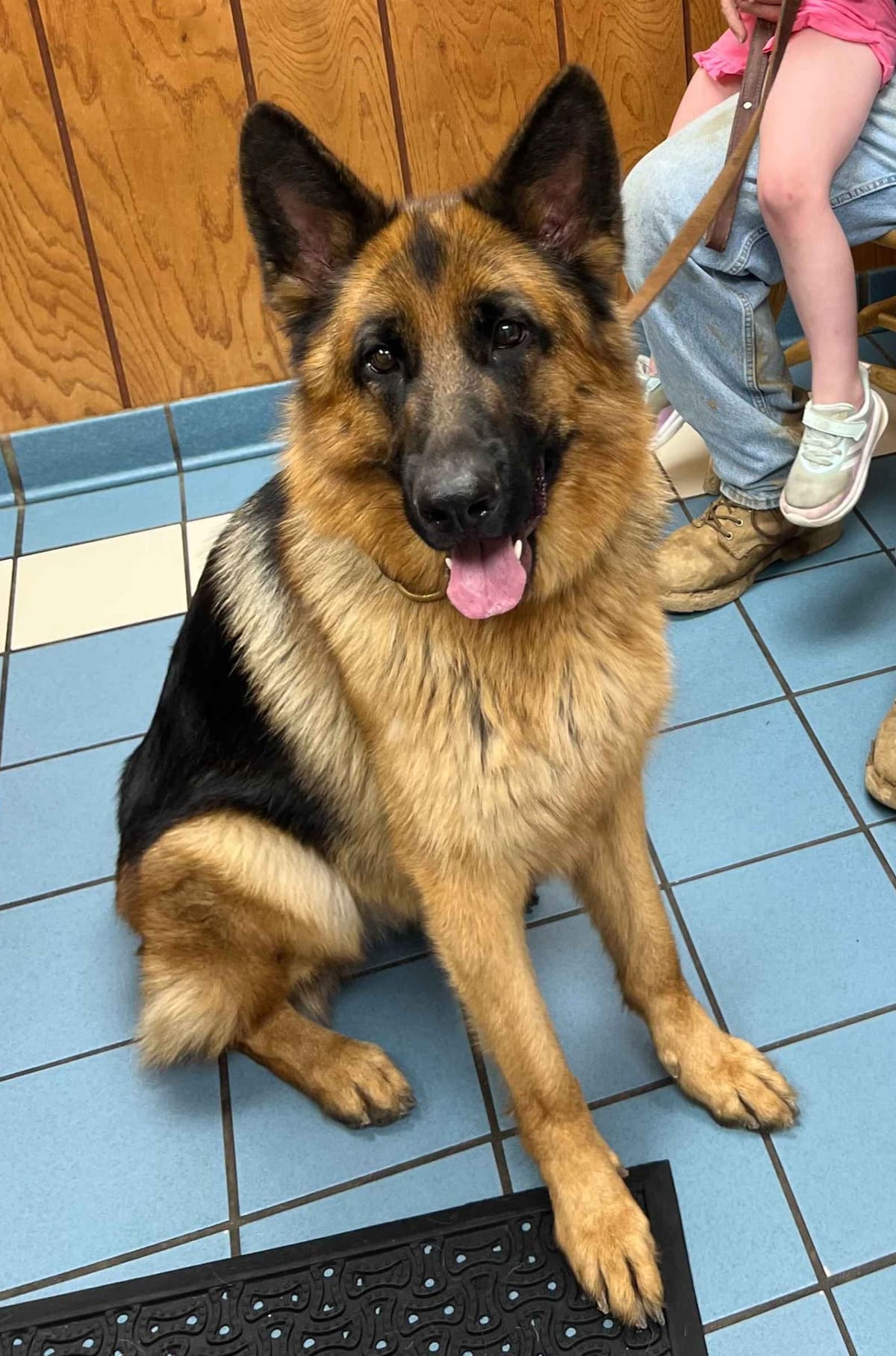 German Shepherd Dog Puppies breeder image 9