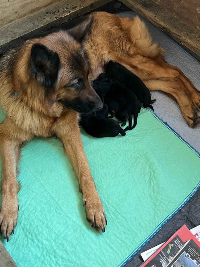 German Shepherd Dog Puppies media 2