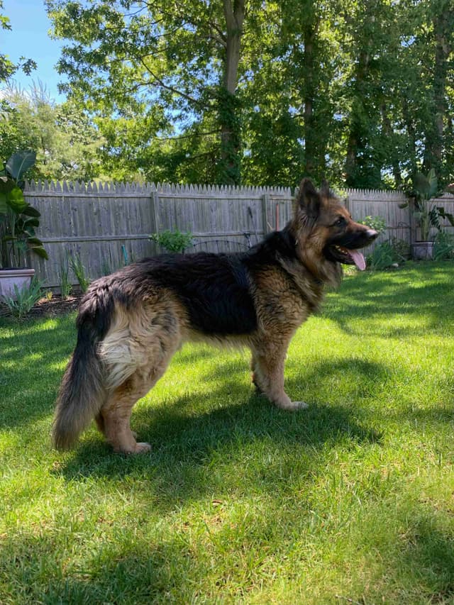 German Shepherd Dog Puppies media 3