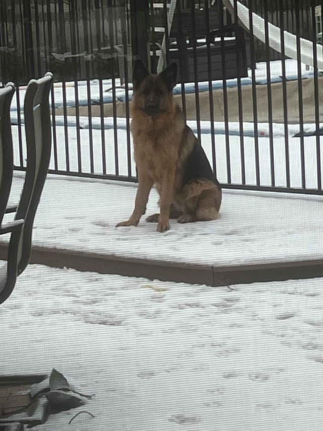 German Shepherd Dog Puppies media 5