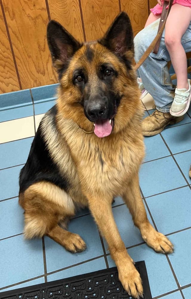 German Shepherd Dog Puppies media 6